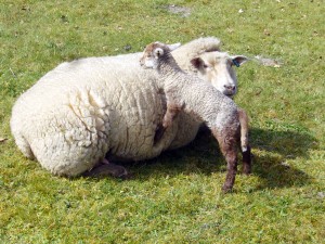 New born lambs at The Glebe House